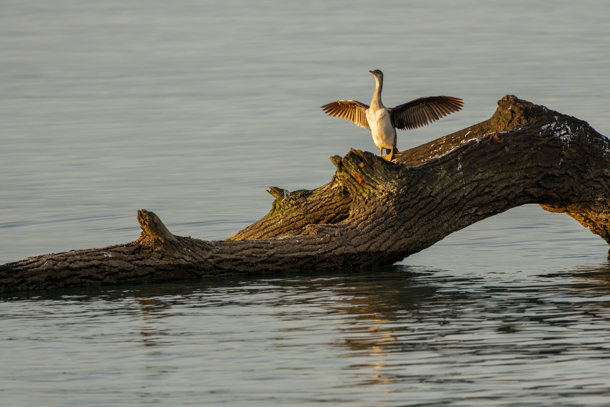 Cormorano comune, Parco della Maremma